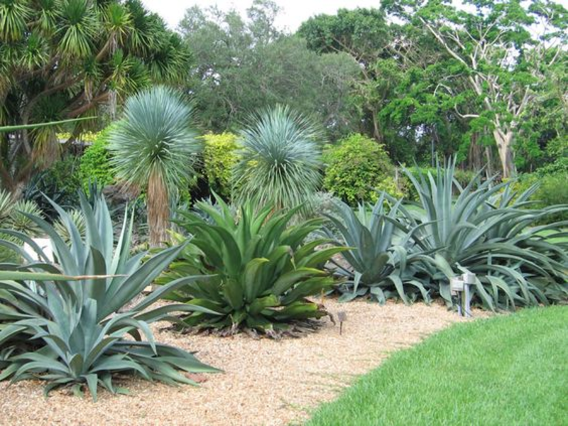 Agave Là Gì? Tìm Hiểu Từ A-Z Về Cây Agave Và Công Dụng 21 avage là gì