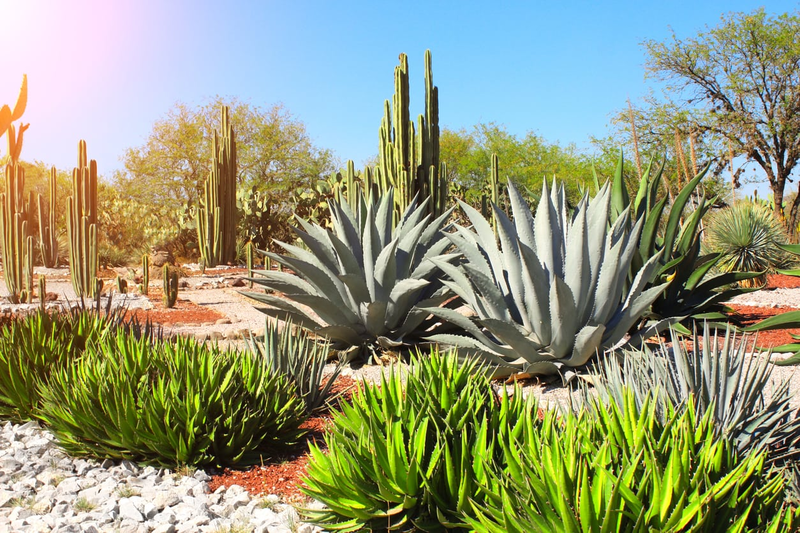 Agave Là Gì? Tìm Hiểu Từ A-Z Về Cây Agave Và Công Dụng 15 agave